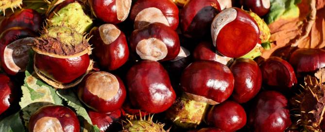 Chestnuts